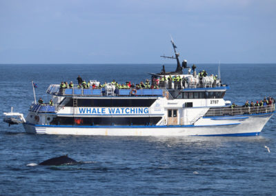 Hvalsafari fra Reykjavik - aktiviteter og dagture i Island