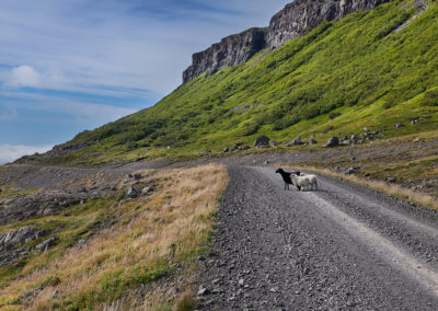 Får på vejen ved Breidafjördur-halvøen på kør-selv ferie bilferie og grupperejser i Island med ISLANDSREJSER