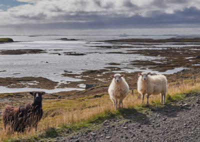 Får på vejen ved Breidafjördur-halvøen på kør-selv ferie bilferie og grupperejser i Island med ISLANDSREJSER