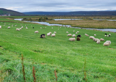 Får og frodige marker i Nordisland på kør-selv ferie bilferie og grupperejser i Island med ISLANDSREJSER