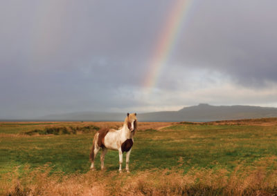 Islandsk hest og regnbue på kør-selv ferie bilferie og grupperejser i Island med ISLANDSREJSER