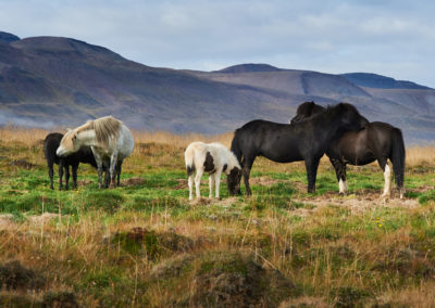 Islandske heste og idyl på kør-selv ferie bilferie og grupperejser i Island med ISLANDSREJSER