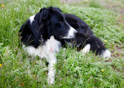 Hyrdehund på kør-selv ferie bilferie og grupperejser i Island med ISLANDSREJSER