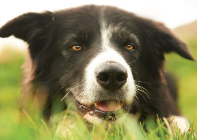 Hyrdehund på kør-selv ferie bilferie og grupperejser i Island med ISLANDSREJSER