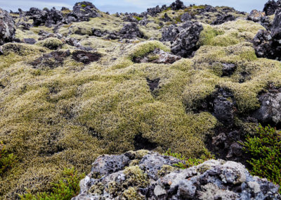 Mos på lavamarken på kør-selv ferie bilferie og grupperejser i Island med ISLANDSREJSER