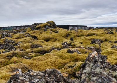 Mos på lavamarken på kør-selv ferie bilferie og grupperejser i Island med ISLANDSREJSER