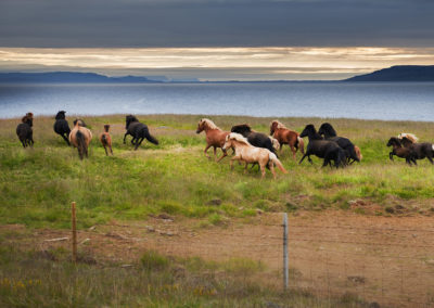 Islandske heste ved Vestfjordene på kør-selv ferie og bilferie i Island med ISLANDSREJSER