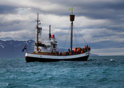 Hvalsafari i Island på kør-selv ferie og bilferie i Island med ISLANDSREJSER