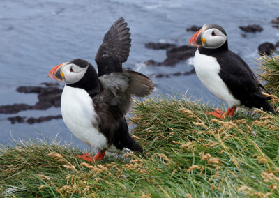 Søpapegøjer - lunder - ved Latrabjarg, Vestfjordene på kør-selv ferie og bilferie i Island med ISLANDSREJSER