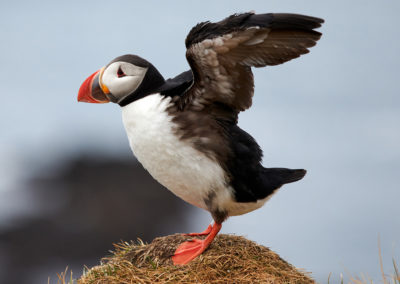 Søpapegøje - lunde - ved Latrabjarg, Vestfjordene på kør-selv ferie og bilferie i Island med ISLANDSREJSER