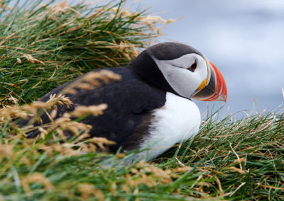 Søpapegøje - lunde - ved Latrabjarg, Vestfjordene på kør-selv ferie og bilferie i Island med ISLANDSREJSER