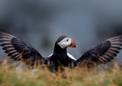 Søpapegøje - lunde - ved Latrabjarg, Vestfjordene på kør-selv ferie og bilferie i Island med ISLANDSREJSER