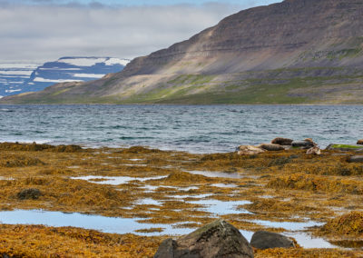 Sæler ved Skotufjordur Vestfjordene på kør-selv ferie og bilferie i Island med ISLANDSREJSER