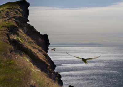 Latrabjarg ved Vestfjordene på kør-selv ferie og bilferie i Island med ISLANDSREJSER