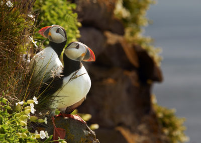 Søpapegøjer ved Latrabjarg, Vestfjordene på kør-selv ferie og bilferie i Island med ISLANDSREJSER