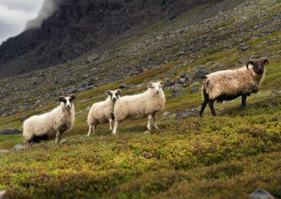 Får i bjergene på kør-selv ferie og bilferie i Island med ISLANDSREJSER