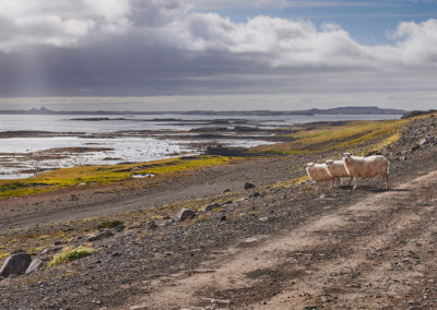 Får på vejen på kør-selv ferie og bilferie i Island med ISLANDSREJSER