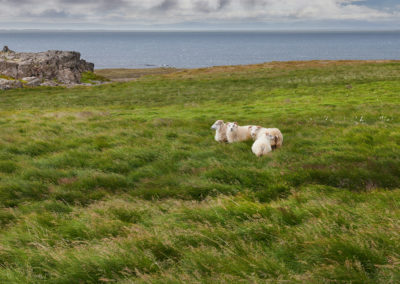 Får på marken på kør-selv ferie og bilferie i Island med ISLANDSREJSER