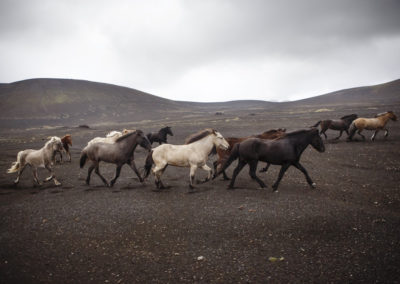 Rideferie rideture og fåresamling på islandske heste med ISLANDSREJSER