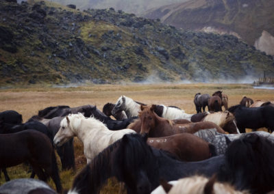 Rideferie rideture og fåresamling på islandske heste med ISLANDSREJSER