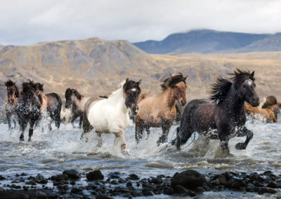 Rideferie og rideture - hestesamling på islandske heste med ISLANDSREJSER