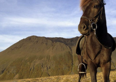 Rideferie og rideture - hestesamling på islandske heste med ISLANDSREJSER