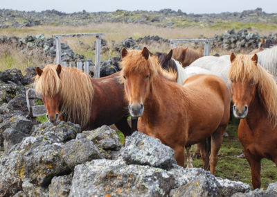 Rideferie og rideture - hestesamling på islandske heste med ISLANDSREJSER