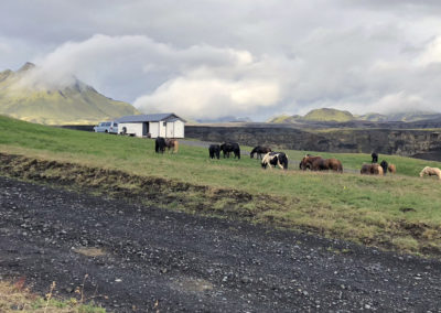 Rideferie og rideture på Island og islandske heste med Islandshestar og ISLANDSREJSER