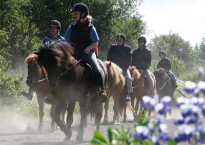 Rideture i Island med Ishestar og ISLANDSREJSER