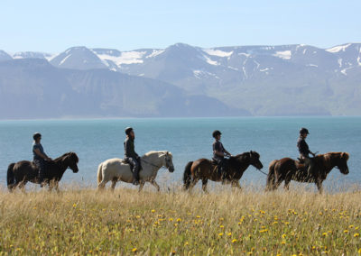 Rideture i Island ved Husavik med Saltvik og ISLANDSREJSER