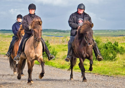 Ridetur på islandske heste og hvalsafari i Island