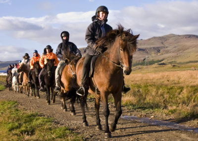 Ridetur på islandske heste og hvalsafari i Island