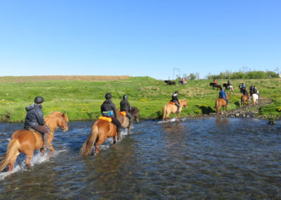 Ridetur på islandske heste og hvalsafari i Island