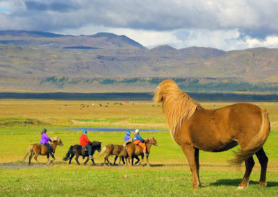 Ridetur på islandske heste og hvalsafari i Island