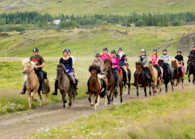 Ridetur på islandske heste og hvalsafari i Island