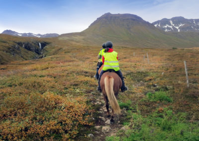 Rideture i Island på islandske heste i Øst-Island med ISLANDSREJSER