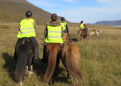 Rideture i Island på islandske heste i Øst-Island med ISLANDSREJSER