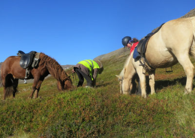 Rideture i Island på islandske heste i Øst-Island med ISLANDSREJSER