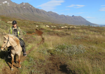 Rideture i Island på islandske heste i Øst-Island med ISLANDSREJSER
