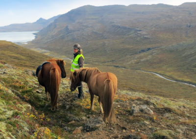 Rideture i Island på islandske heste i Øst-Island med ISLANDSREJSER