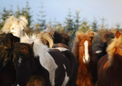 Rideture og rideferie i Island med Ishestar og ISLANDSREJSER