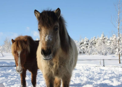 Rideture og rideferie i Island med Ishestar og ISLANDSREJSER