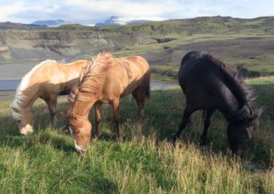 Rideture i Island på islandske heste ved sydkysten med ISLANDSREJSER