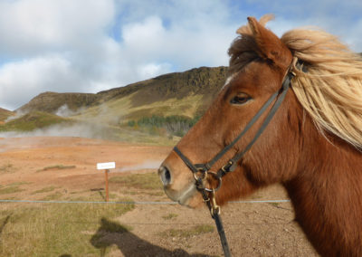 rideture og varme kilder - Eldhestar i Island og ISLANDSREJSER