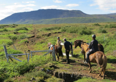 Rideture i Island på islandske heste tæt ved Geysir med ISLANDSREJSER