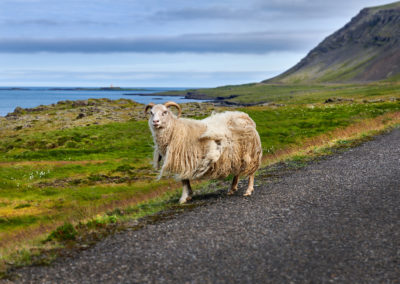 Får på vejen i Øst-Island Faskrudsfjördur på kør-selv ferie, bilferie og rejser til Island med ISLANDSREJSER