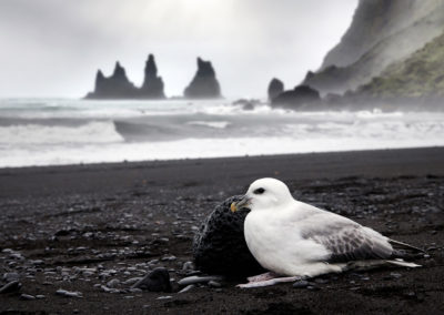 Mallemuk ved Reynisfjara og Vik på kør-selv ferie, bilferie og rejser til Island med ISLANDSREJSER