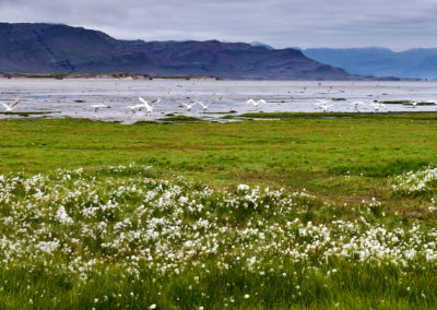 Svaner ved sydkysten i Island Bjerge i Sydøstisland på kør-selv ferie, bilferie og rejser til Island med ISLANDSREJSER