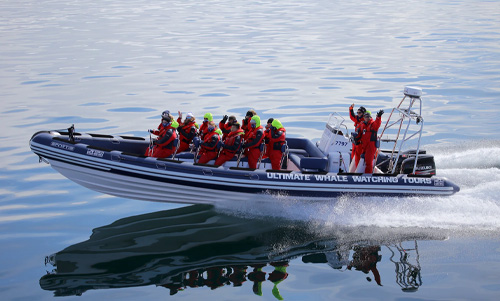 Hvaler i Island - hvalsafari i Island fra Akureyri