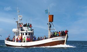 hvalsafari i Island fra Husavik